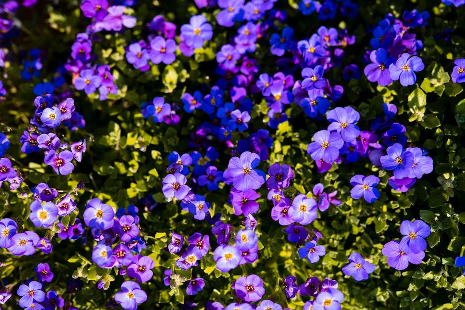 Wann Blumenkohl Pflanzen? - pflanzenbereich.de