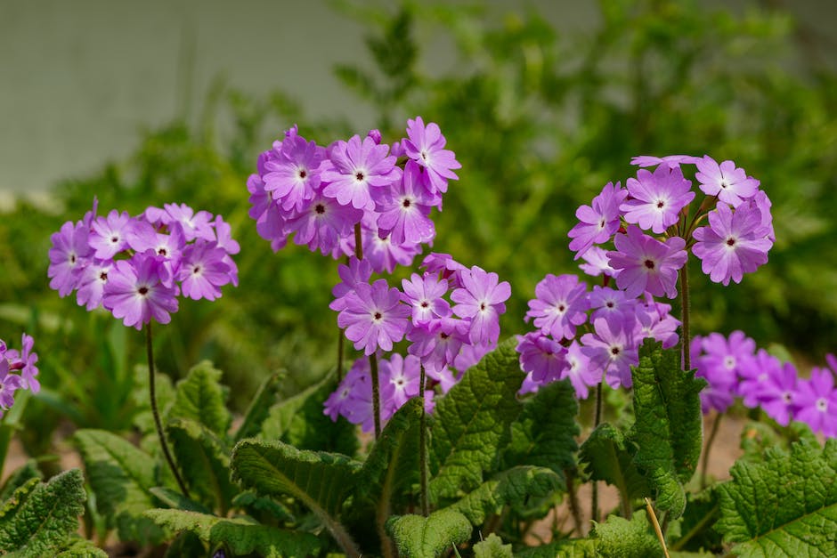 Welche Pflanzen passen neben Rosen? - pflanzenbereich.de